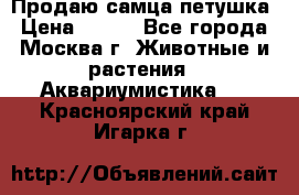 Продаю самца петушка › Цена ­ 700 - Все города, Москва г. Животные и растения » Аквариумистика   . Красноярский край,Игарка г.